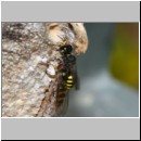 Ectemnius cavifrons oder ruficornis - Grabwespe w08c 11mm beim Nesteintrag - Schwebfliege.jpg